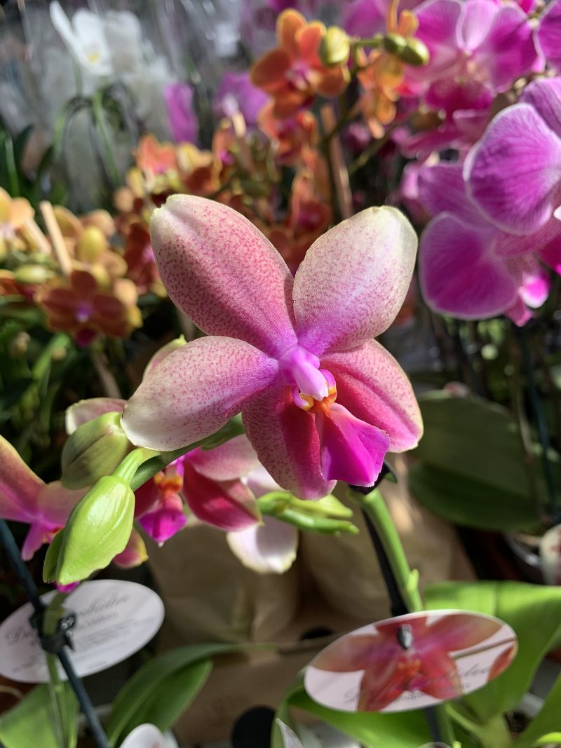 Орхидея Фаленопсис Лиодоро мутант 12/50 Голландия